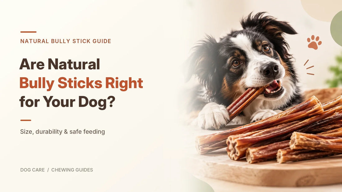 Are Natural Bully Sticks Right for Your Dog? Size Options, Chew Durability & Feeding Guide