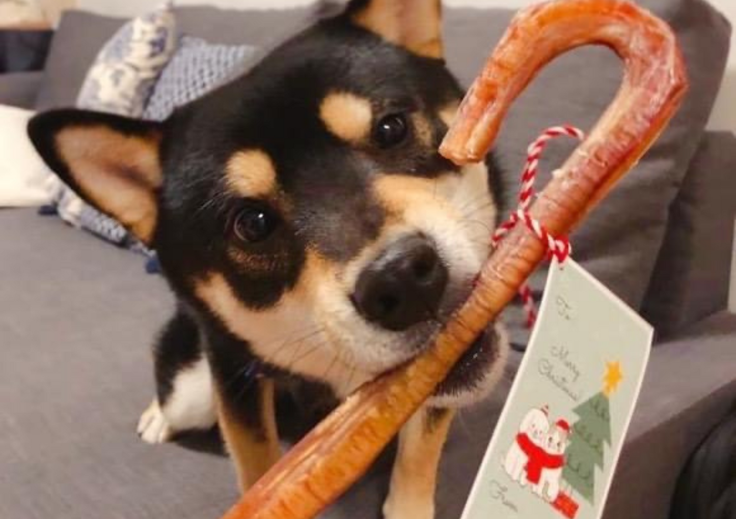 2025 Christmas Special - OMJ Candy Cane Bully Stick