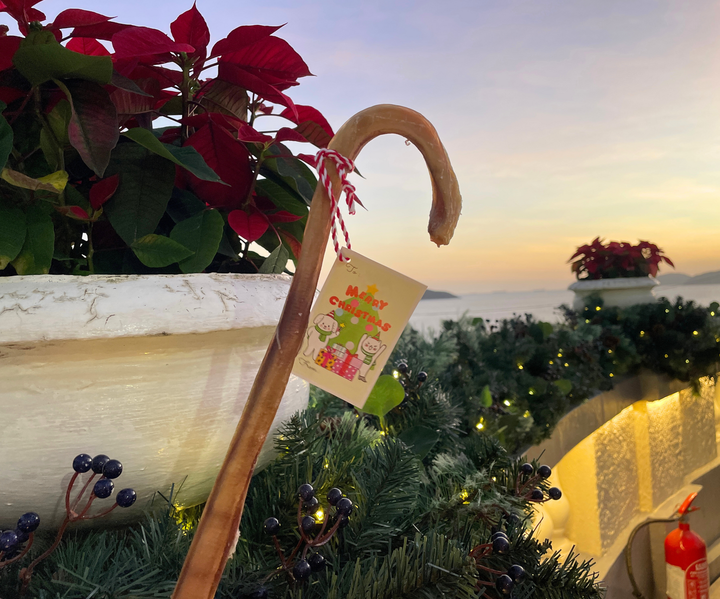 2025 Christmas Special - OMJ Candy Cane Bully Stick