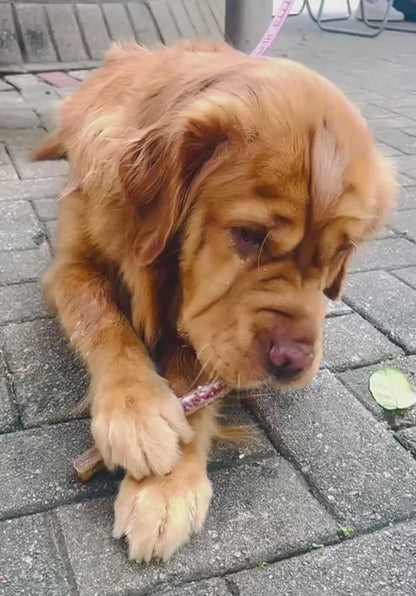 2025 Christmas Special - OMJ Candy Cane Bully Stick